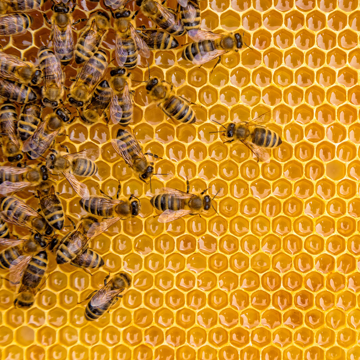 bees